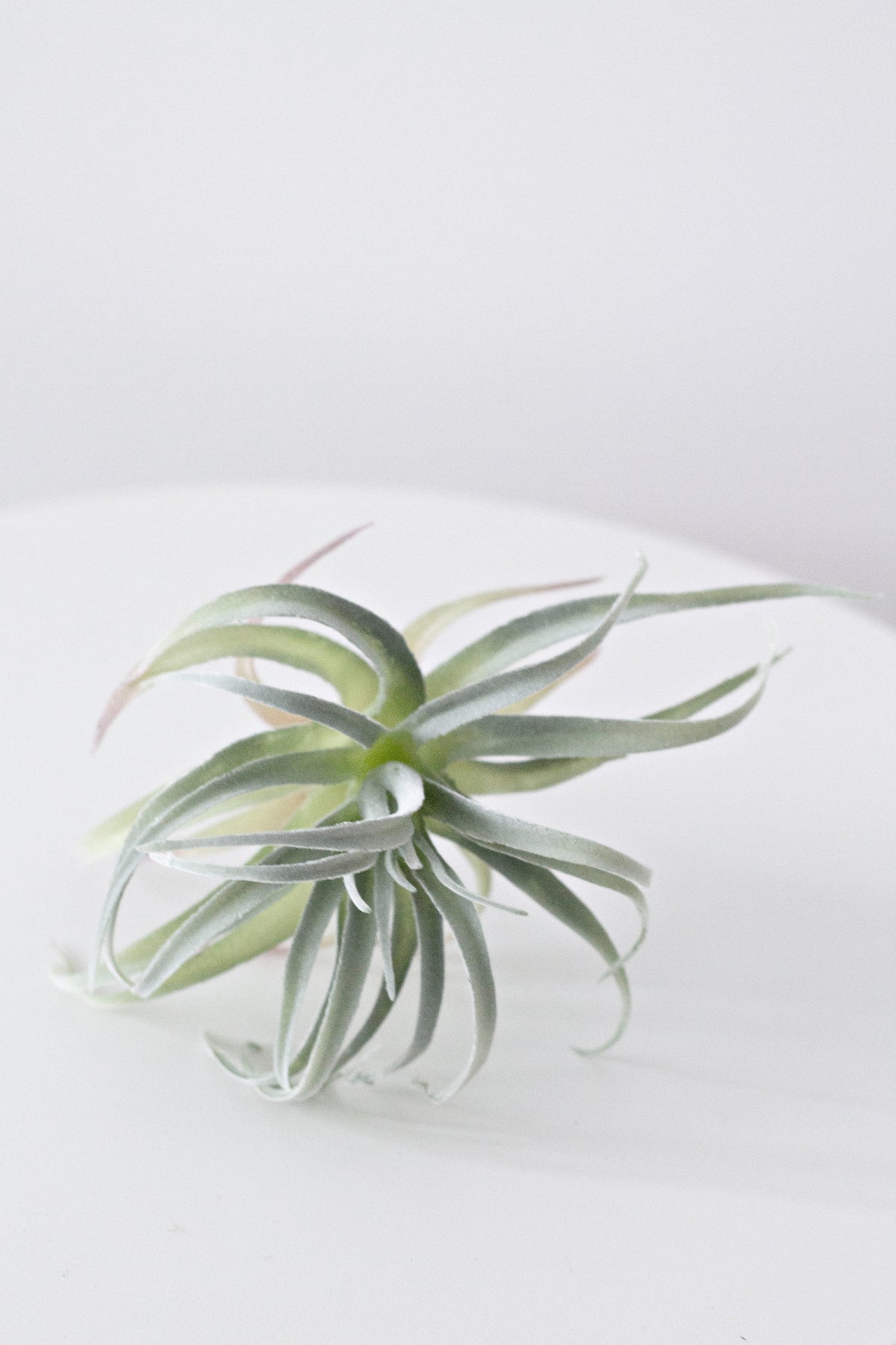 Faux pineapple air plant grouped in a tray display
