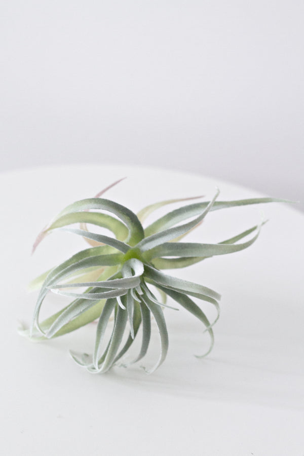 Pineapple Air Plant