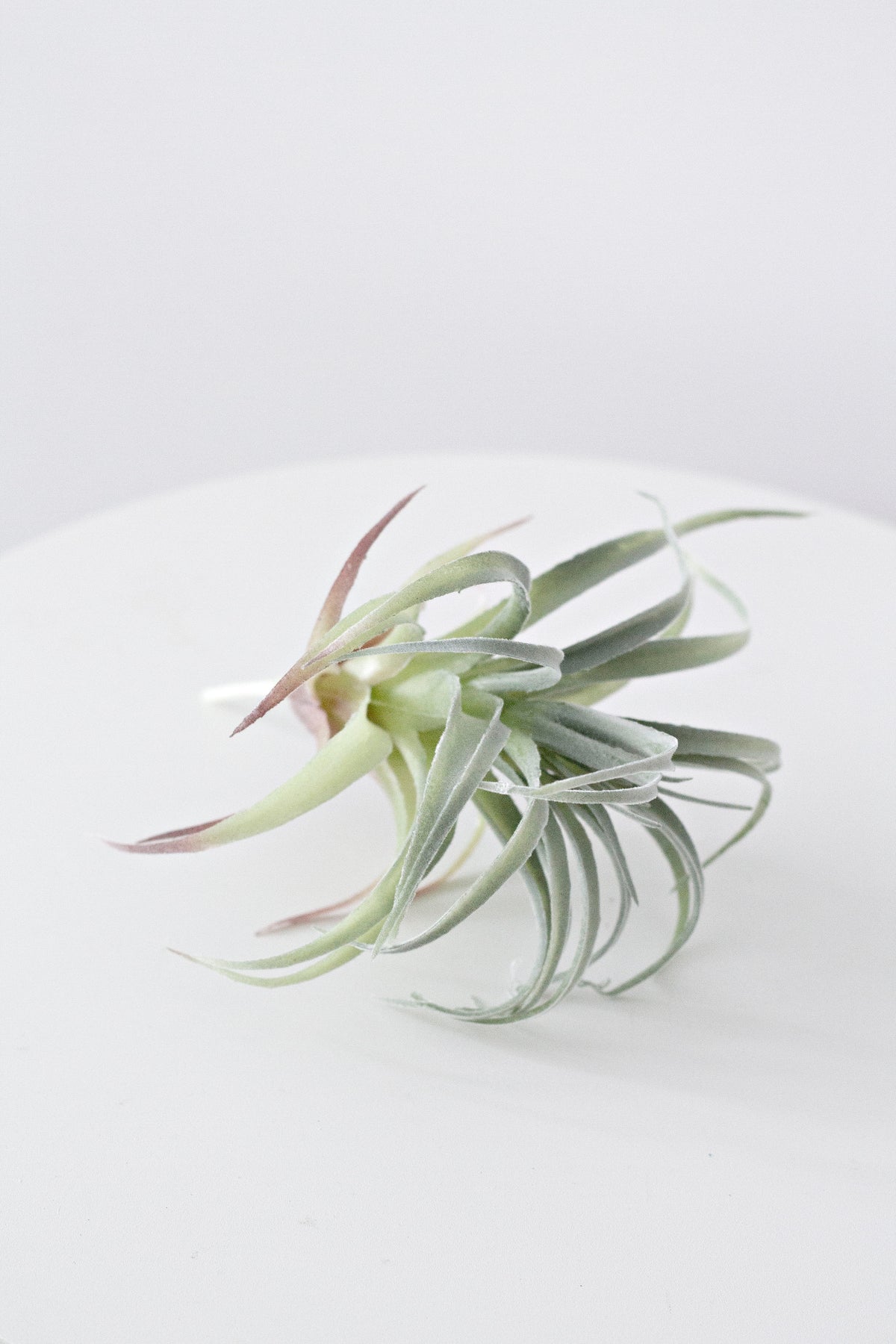 Faux pineapple air plant styled in a small tray