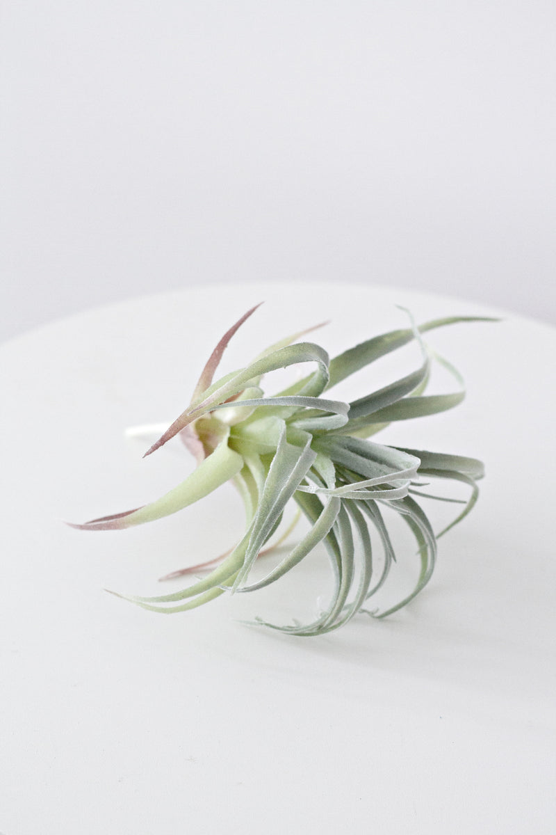 Pineapple Air Plant