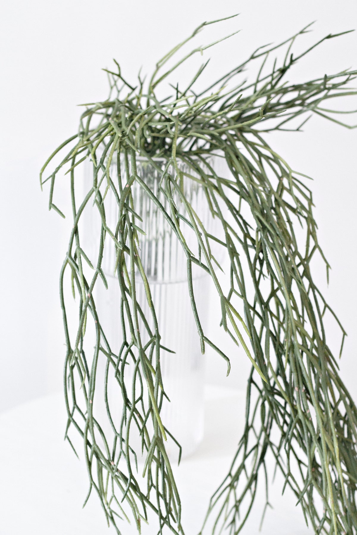 Long faux rhipsalis strands hanging against a white wall