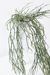 Hanging Rhipsalis 84cm