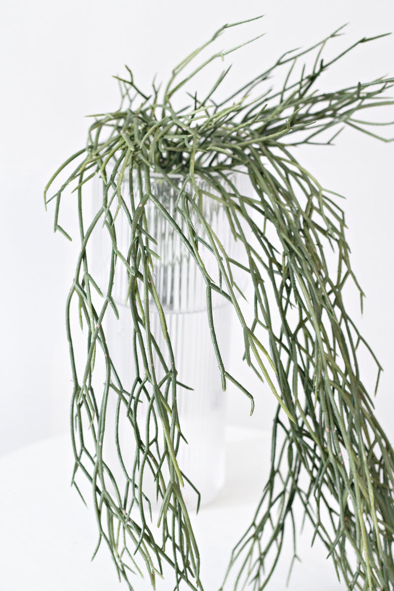 Hanging Rhipsalis 84cm