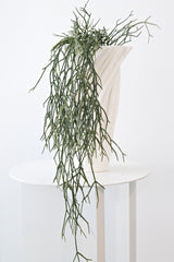 Hanging Rhipsalis 84cm