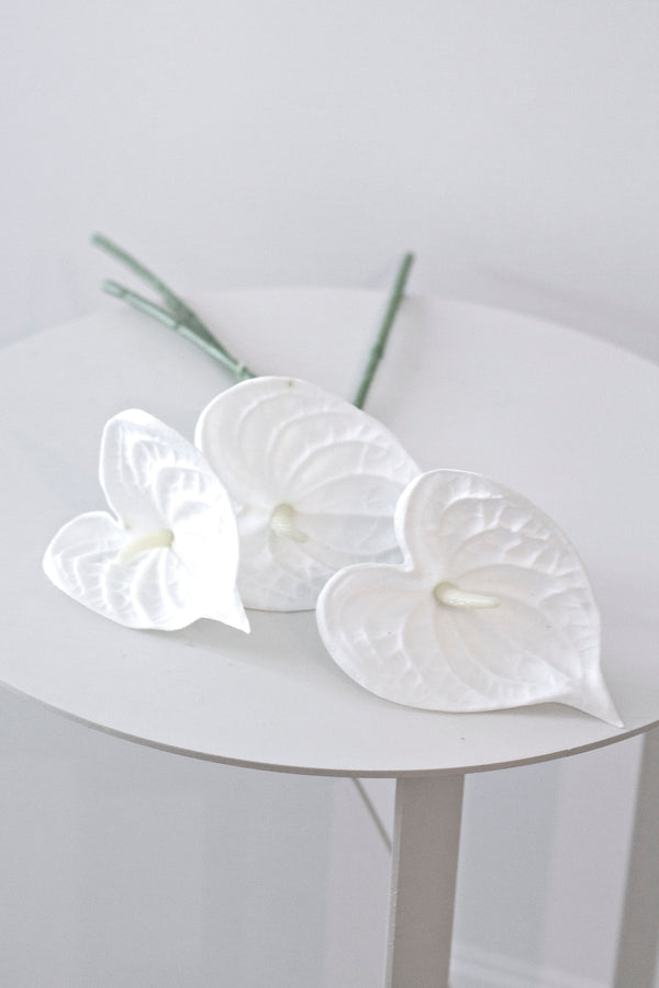 White Anthurium