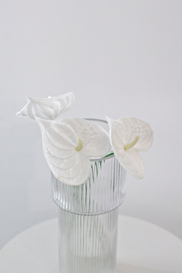 White Anthurium