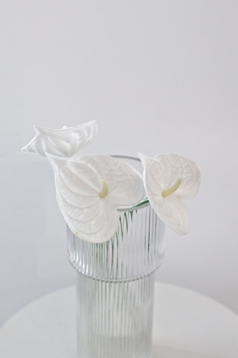 White Anthurium