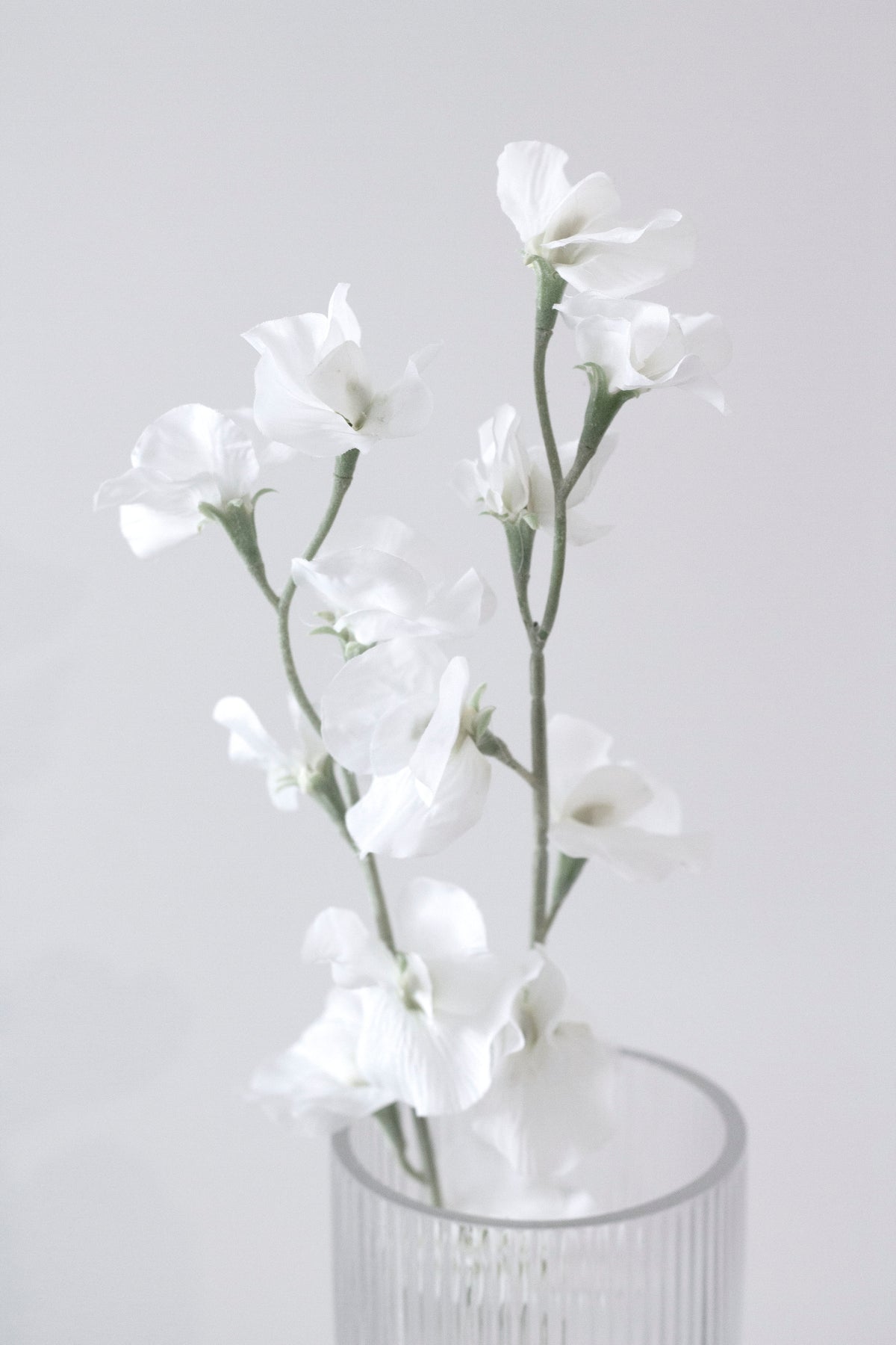 Sweet pea stems in a ribbed glass vase on grey