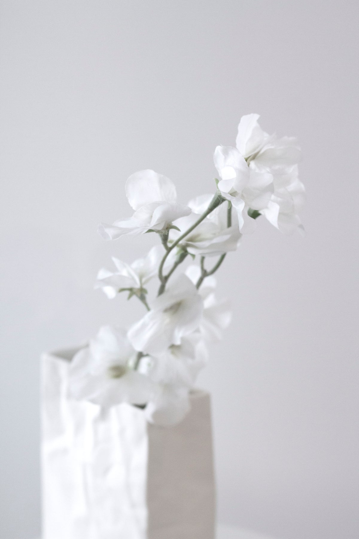 Sweet pea in a crinkled white vase against a grey wall