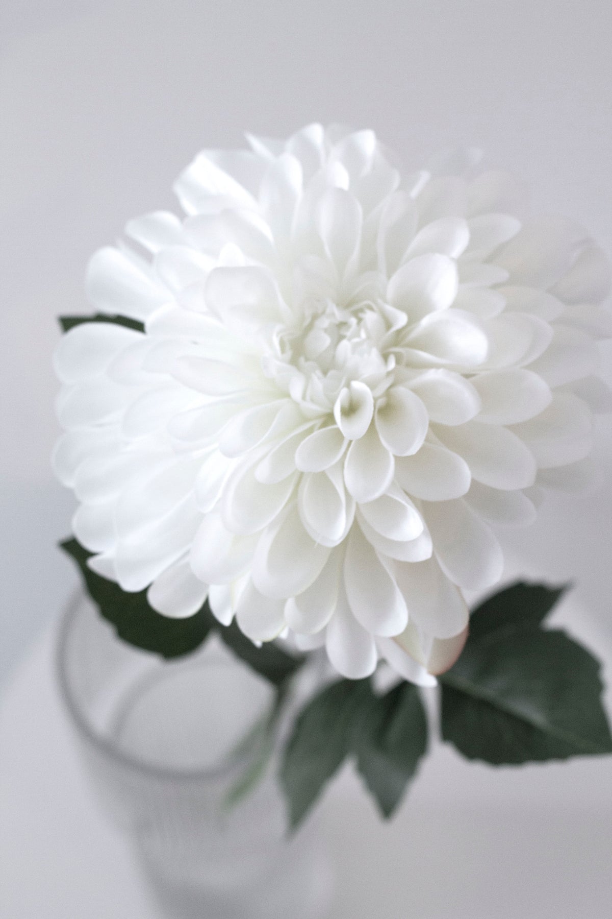 Close view of the white dahlia bloom above a glass vase
