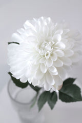 Grand Dahlia - White