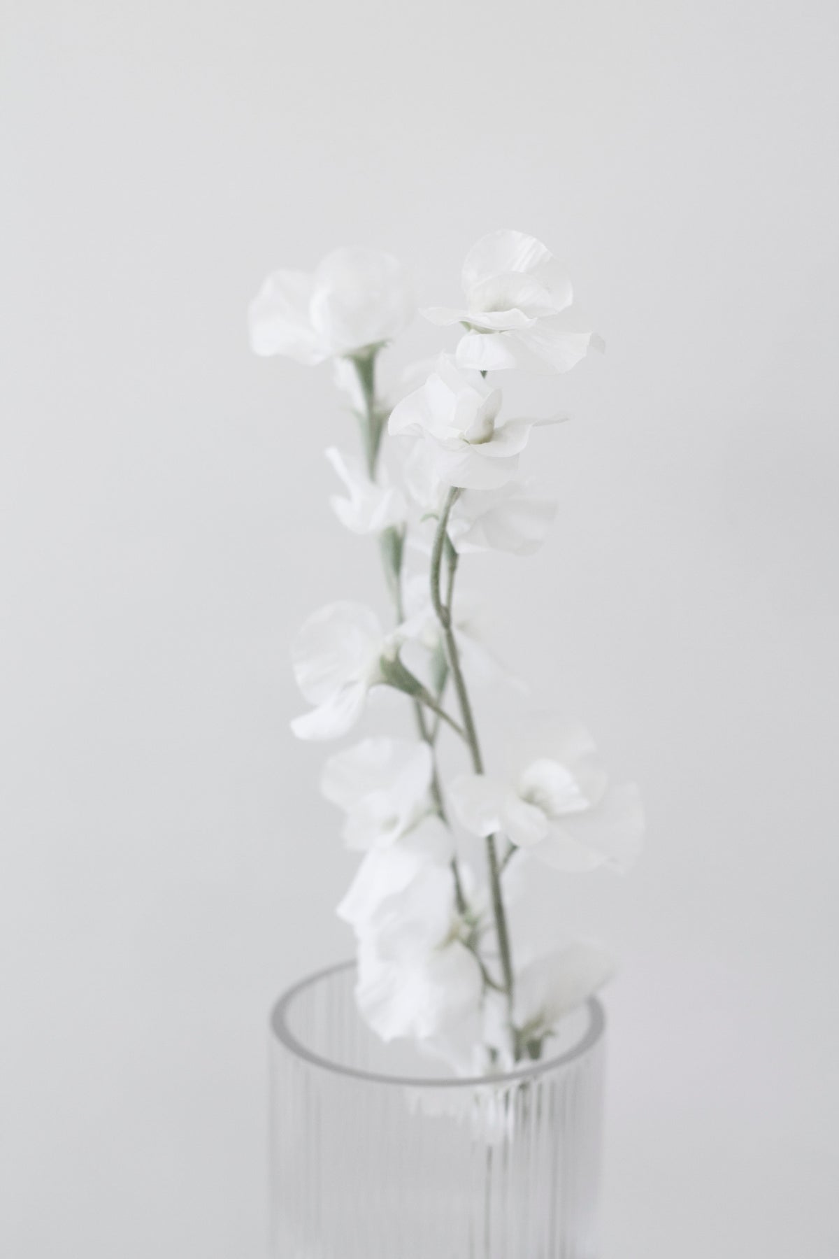 Sweet pea stem in a ribbed glass vase against a grey wall