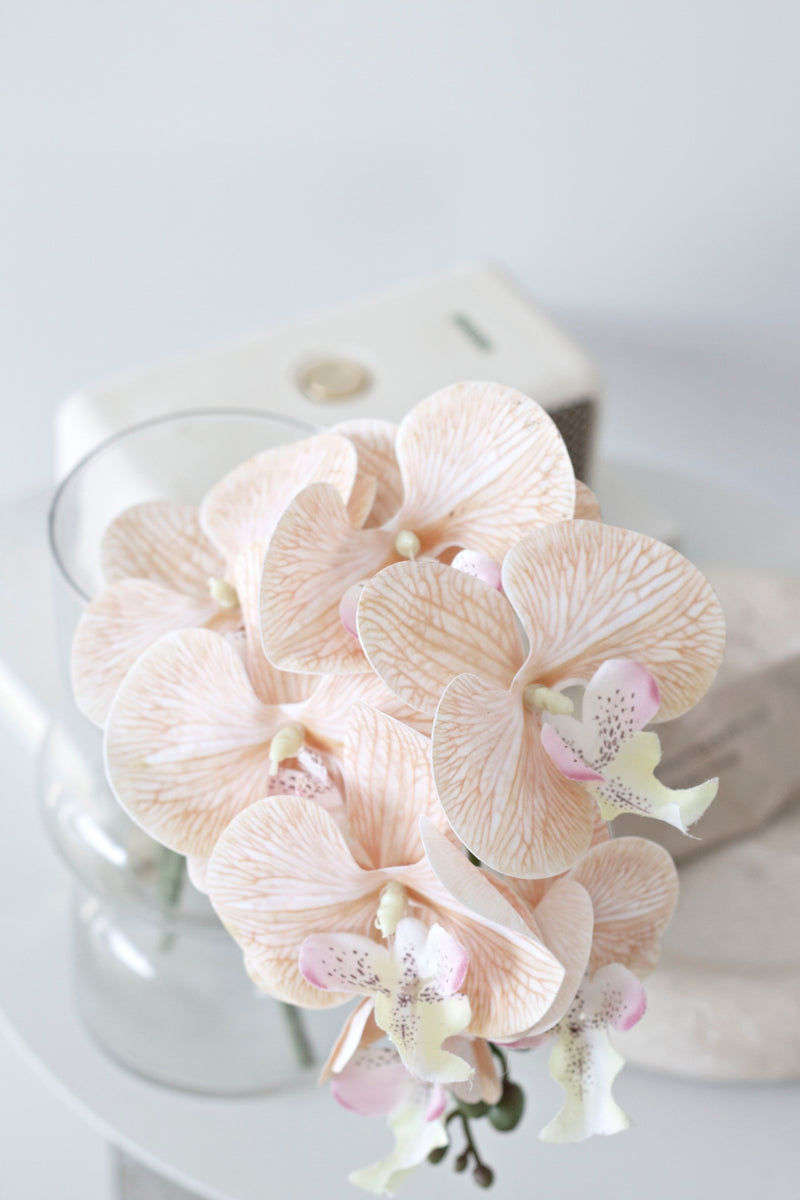 Apricot Moth Orchid