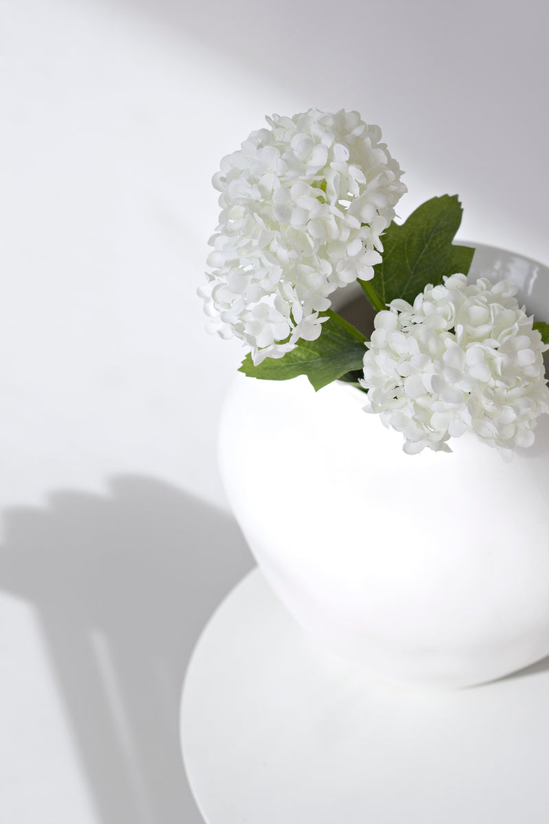 Viburnum Snowball - White