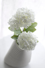 Viburnum Snowball - White