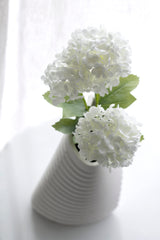 Viburnum Snowball - White