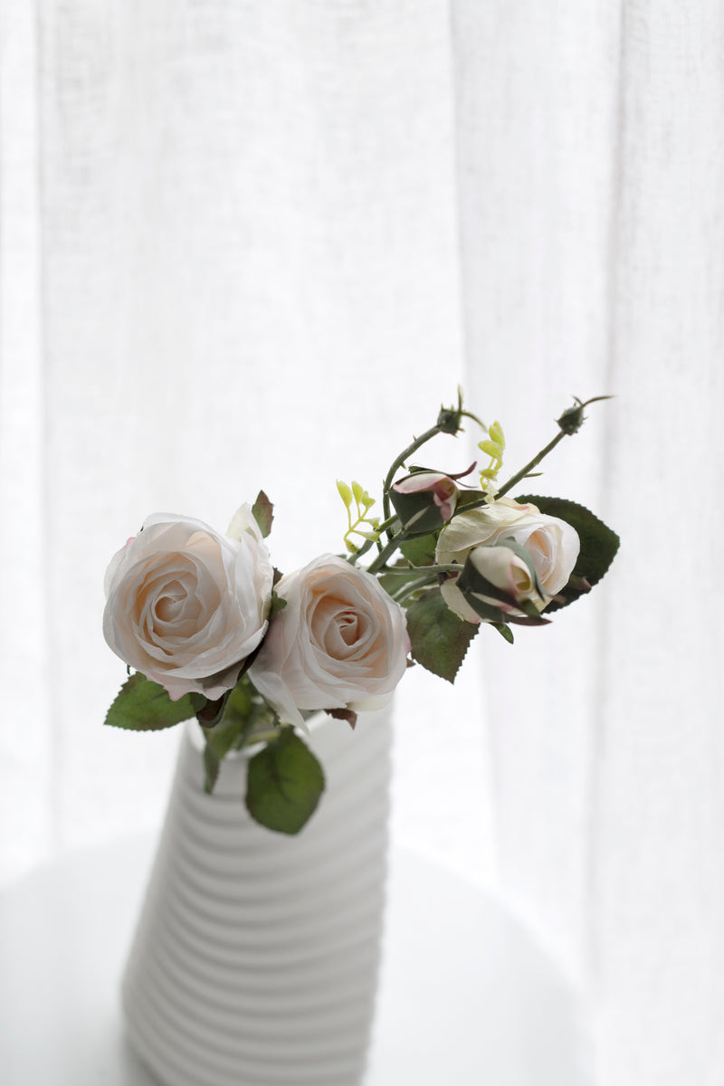 Cabbage Rose - Blush Ivory