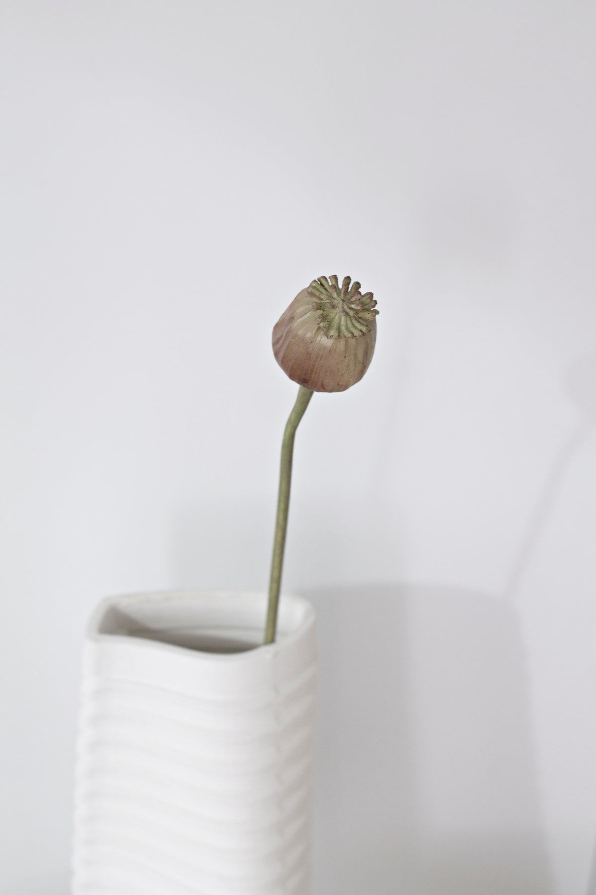Poppy Seed Stem, Dried-Look 55cm Faux Accent