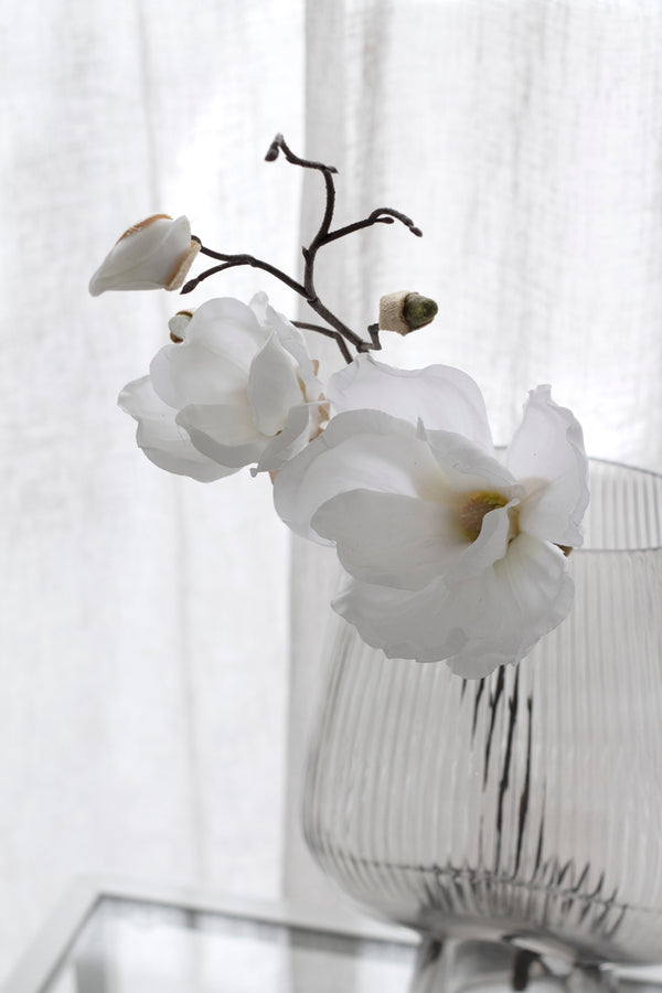 Southern Magnolia - White