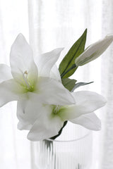 Casablanca Lily