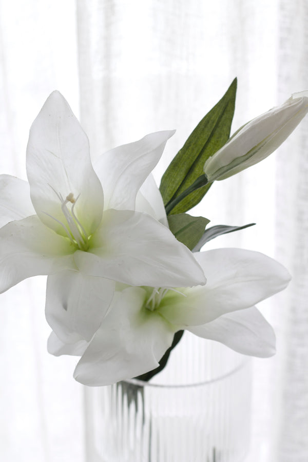 Casablanca Lily