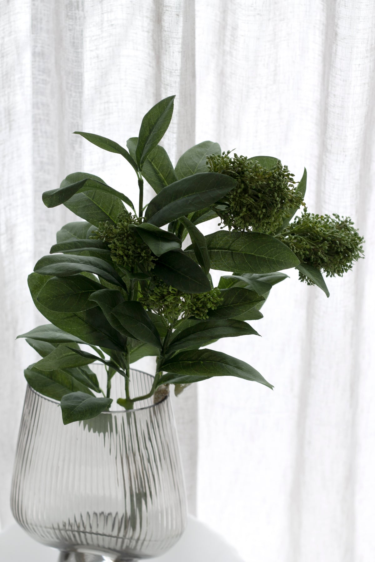 Skimmia in a ribbed glass vase in soft window light