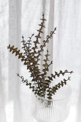 Dried Look Ruscus Stem