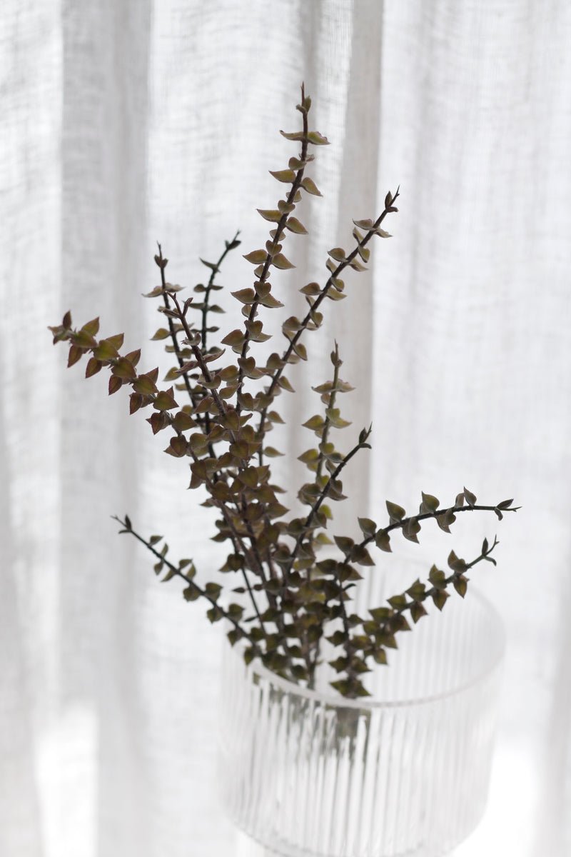 Dried Look Ruscus Stem