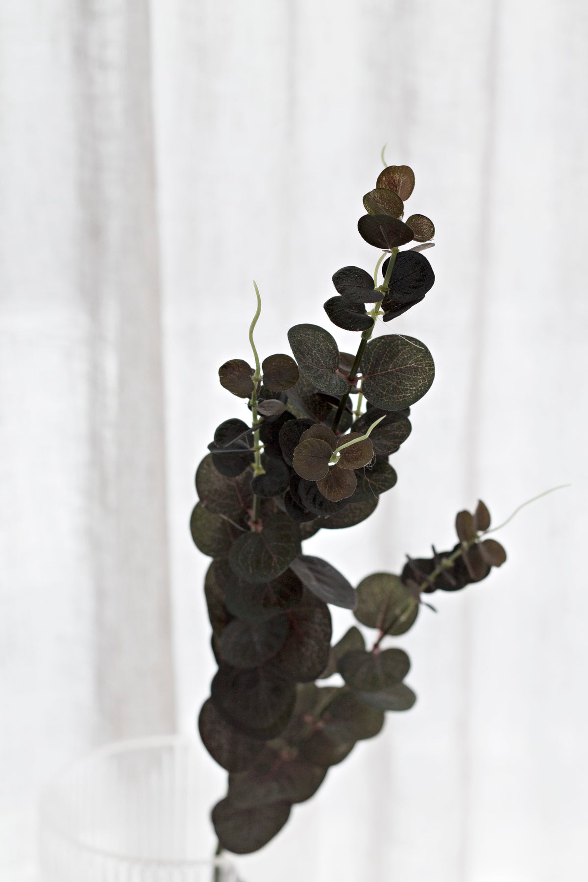 Red river gum eucalyptus spray in a glass vase against a sheer curtain