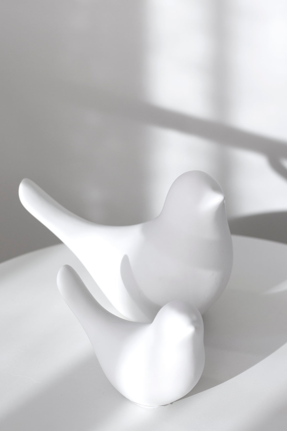 Close view of a white Della dove catching window light