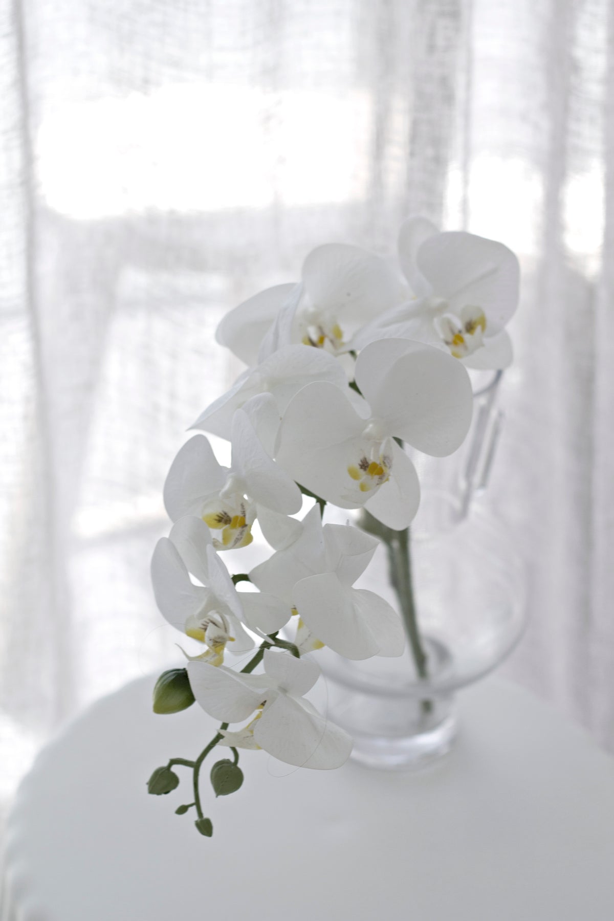 White moth orchid in a rounded clear glass vase against a sheer curtain