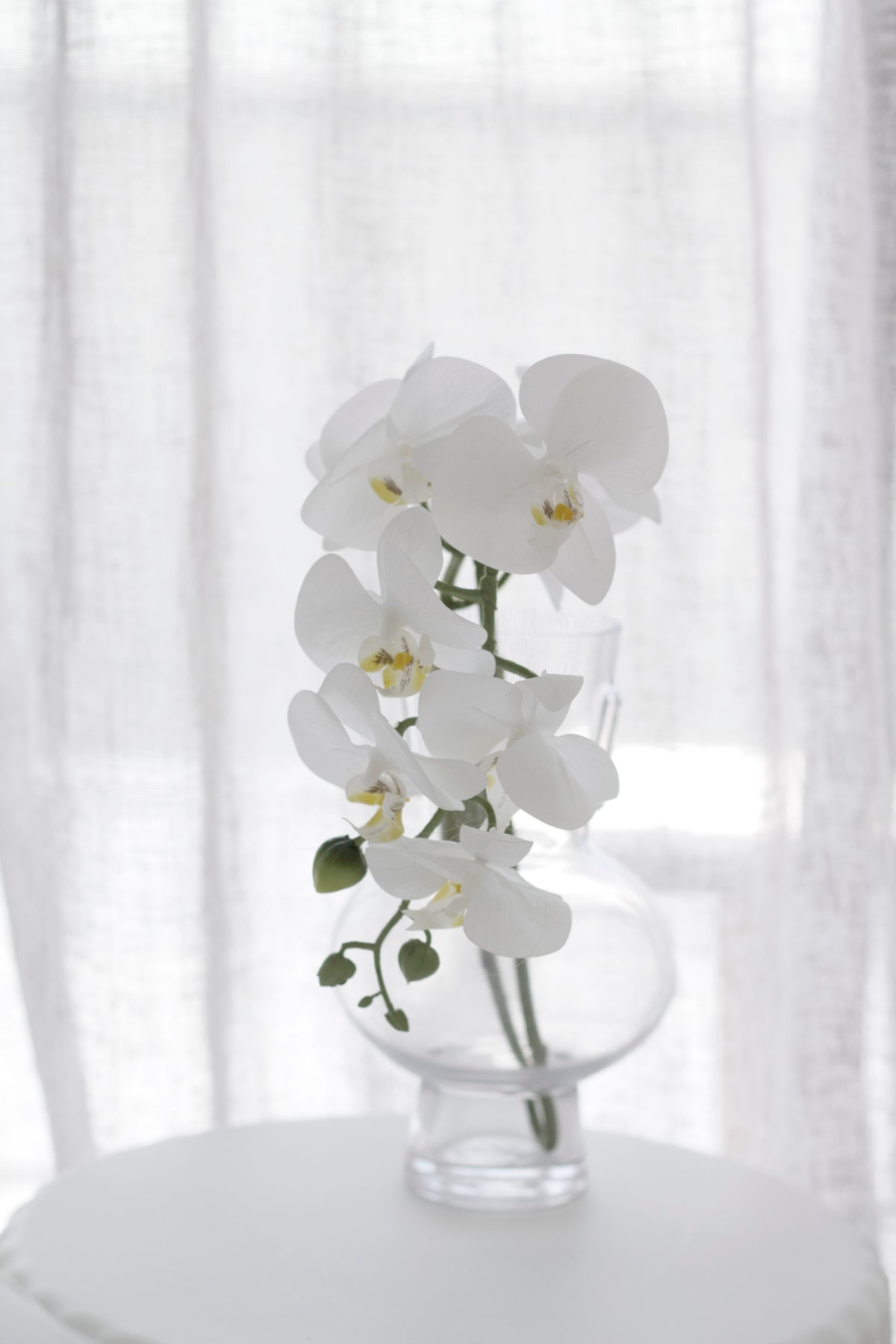 White moth orchid in a clear glass vase on a white round table