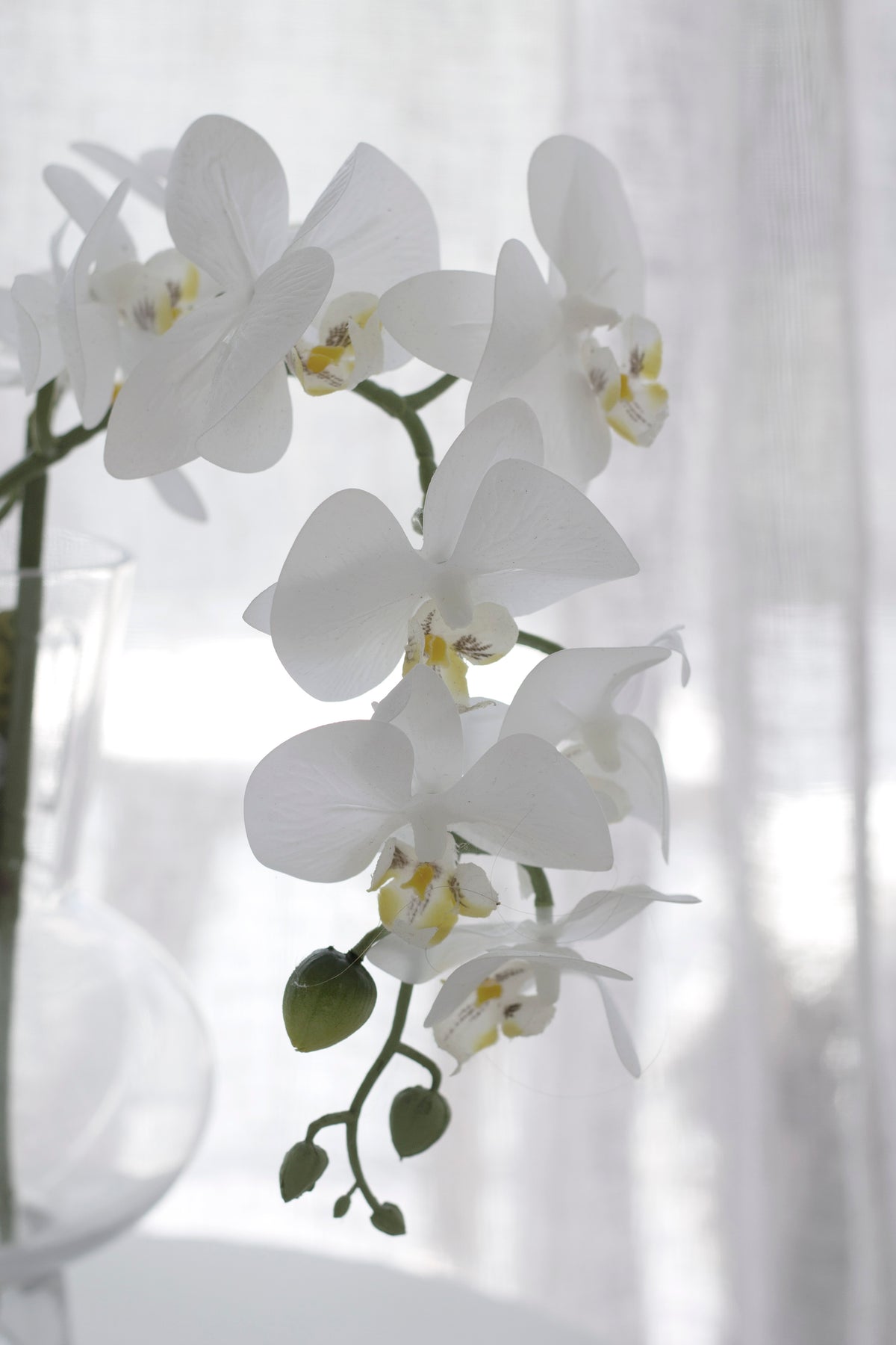 White moth orchid spray arching sideways, petals lit by soft window light