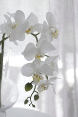 Real Touch Moth Orchid White