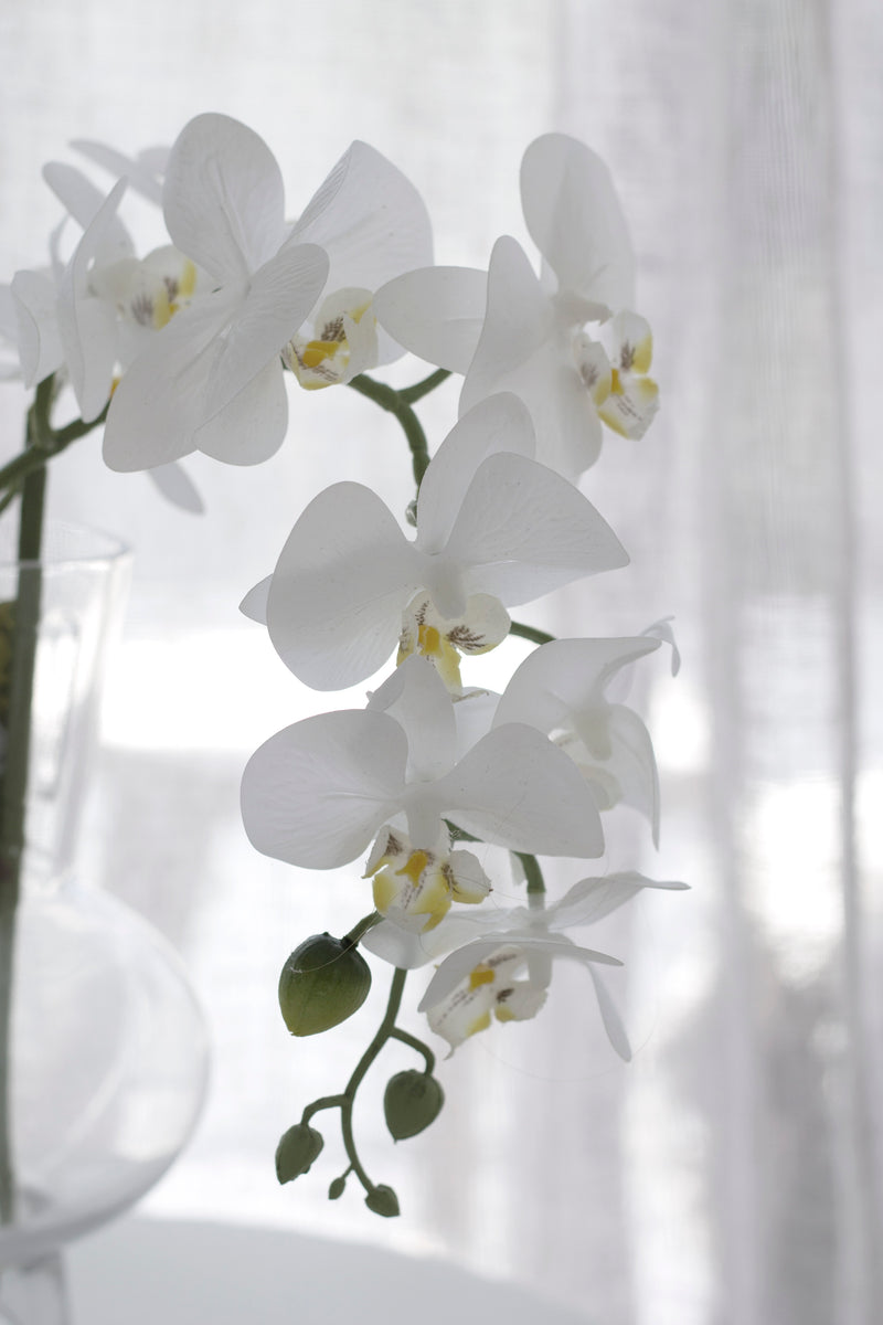 Real Touch Moth Orchid White