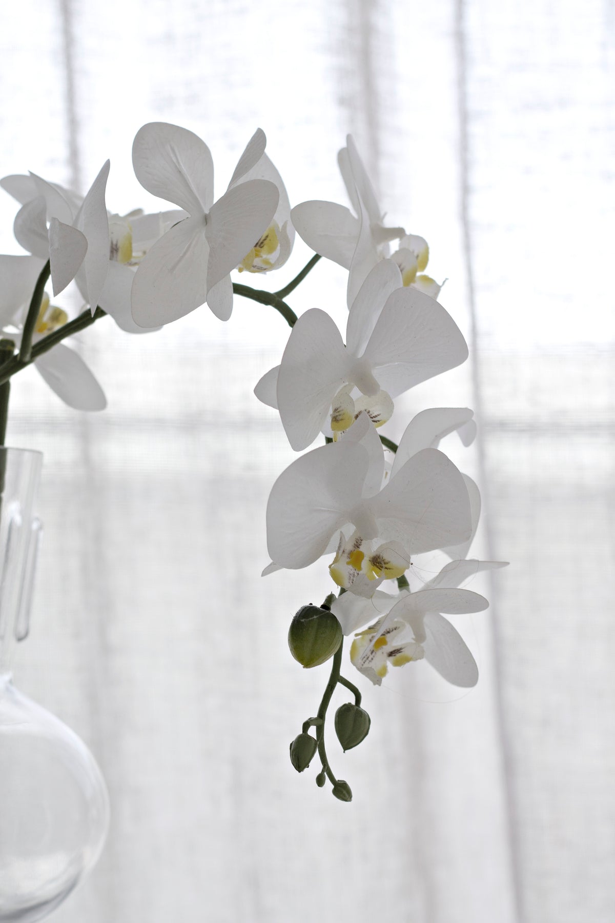 Close-up of the white moth orchid blooms showing the green and gold throat