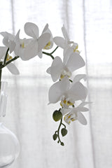 Real Touch Moth Orchid White