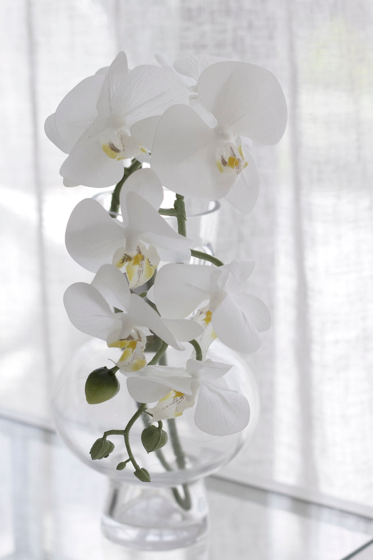 White moth orchid cascading from a clear glass vase against a sheer curtain
