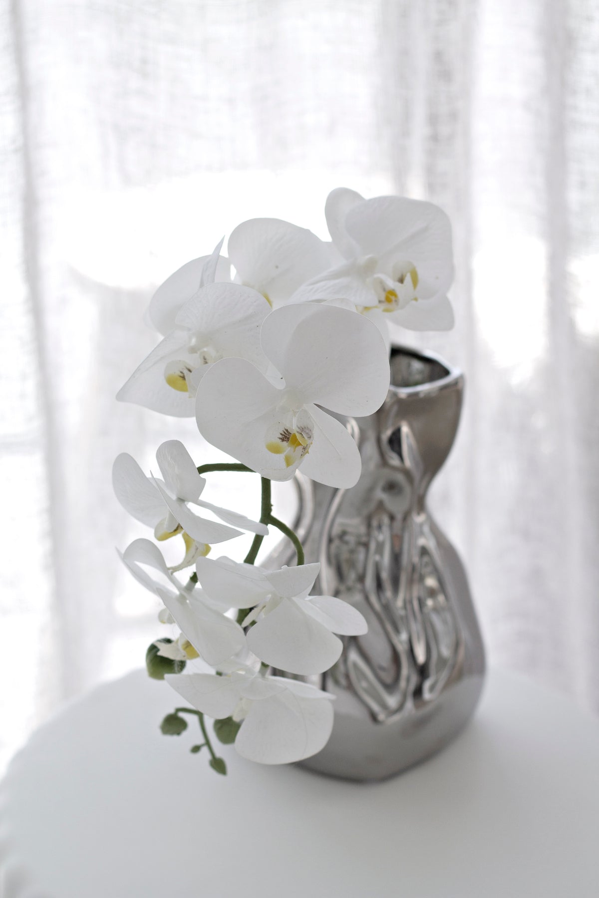 White moth orchid in a small chrome vase, blooms and buds in close view