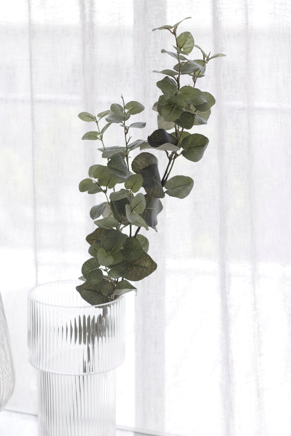 Tall faux eucalyptus stem in a glass vase against sheer curtains