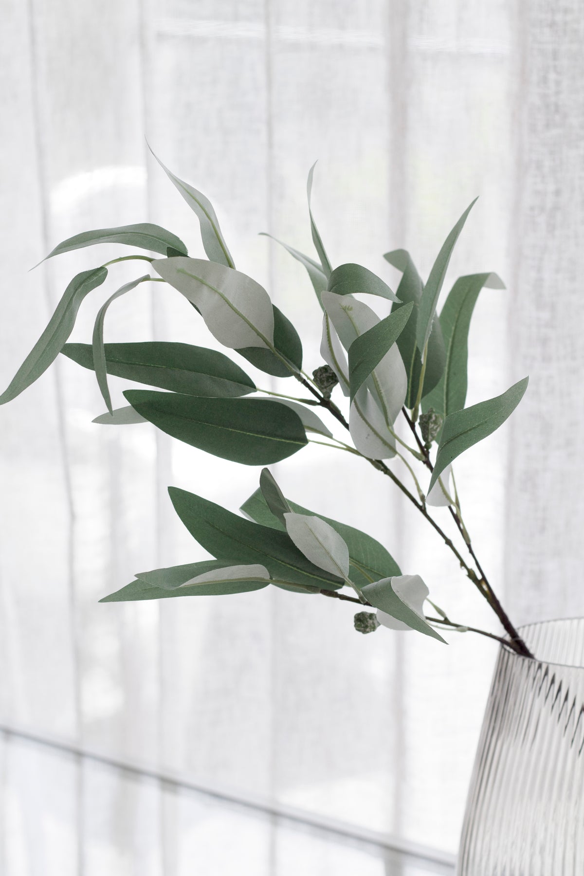 Long arching willow eucalyptus leaves silhouetted against a bright window