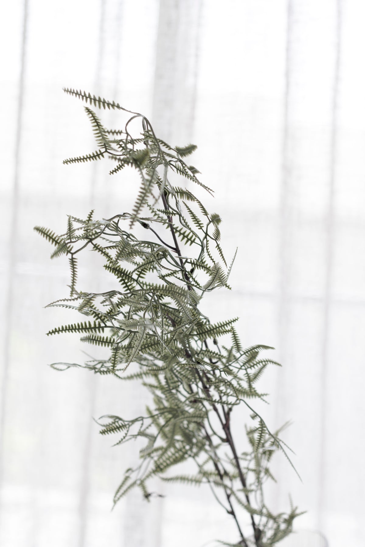 Close view of fine faux kowhai leaves against soft window light