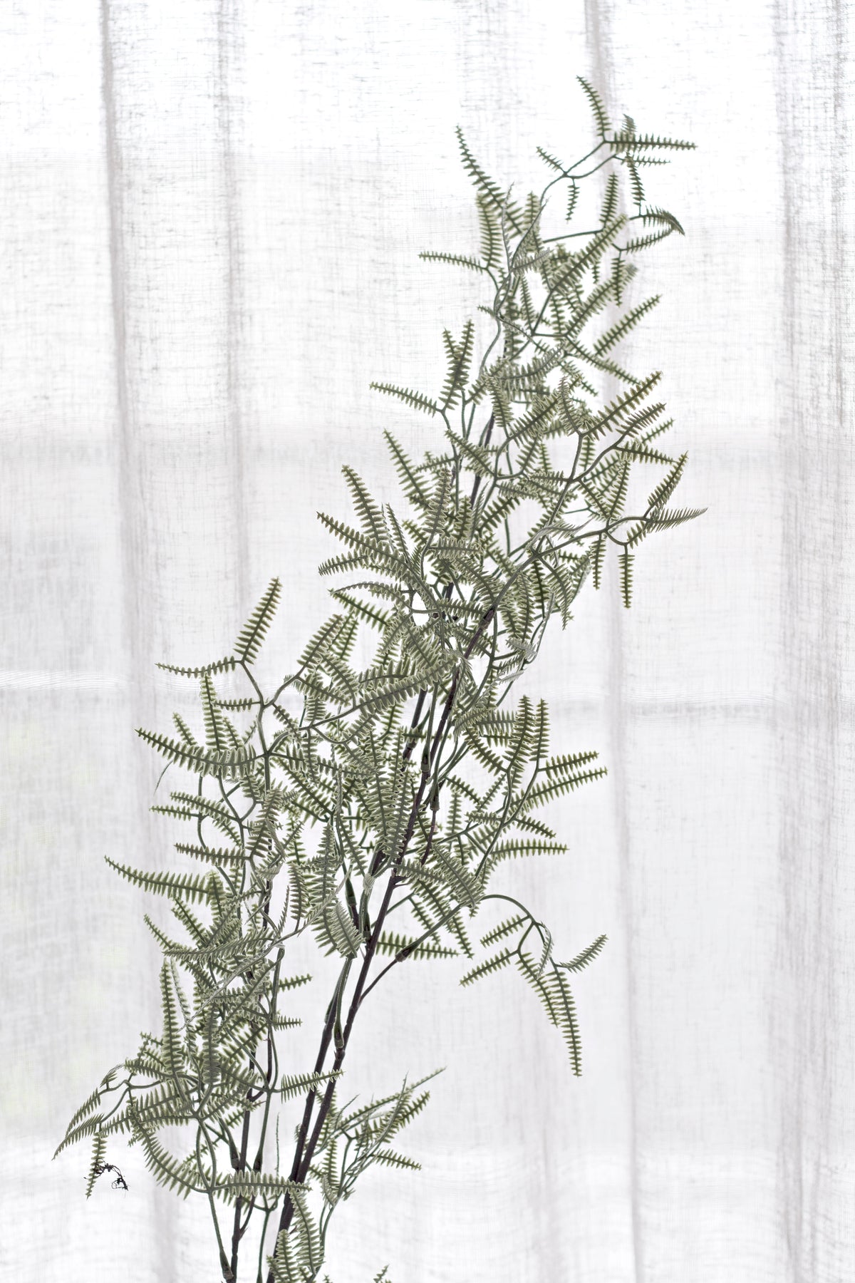 Faux kowhai spray rising against a sheer linen curtain
