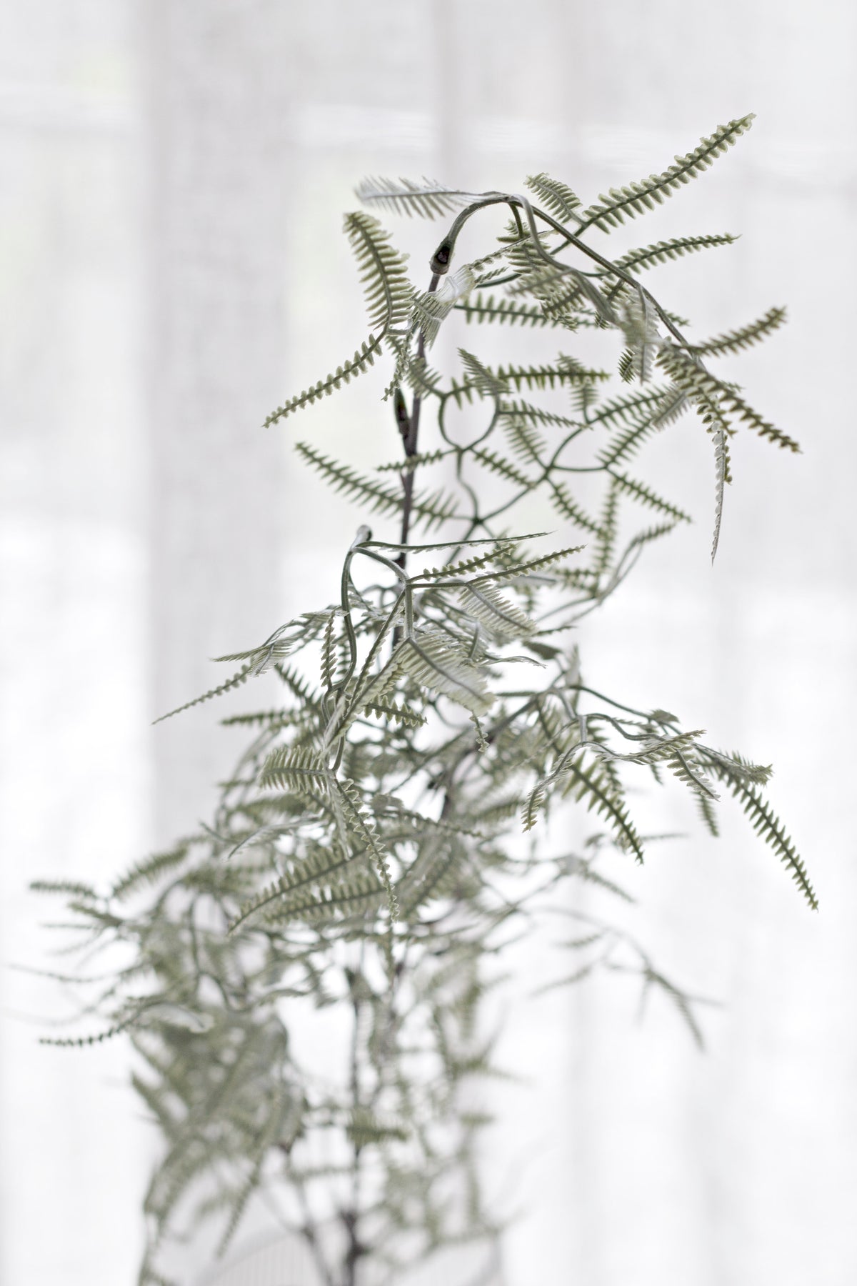 Faux kowhai foliage arching in front of sheer white curtains