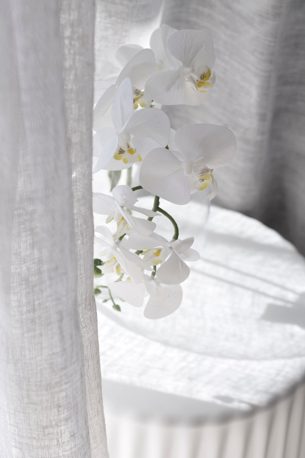 White moth orchid curving across a fluted white plinth in soft window light