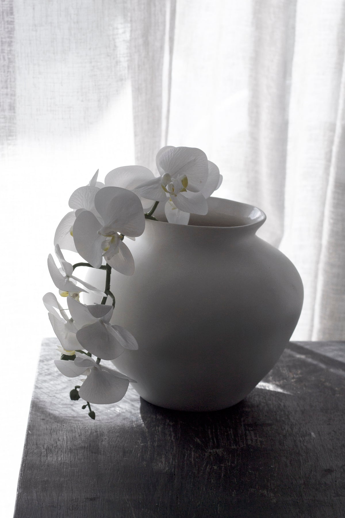 White moth orchid in a rounded grey stone vase, blooms sweeping to both sides
