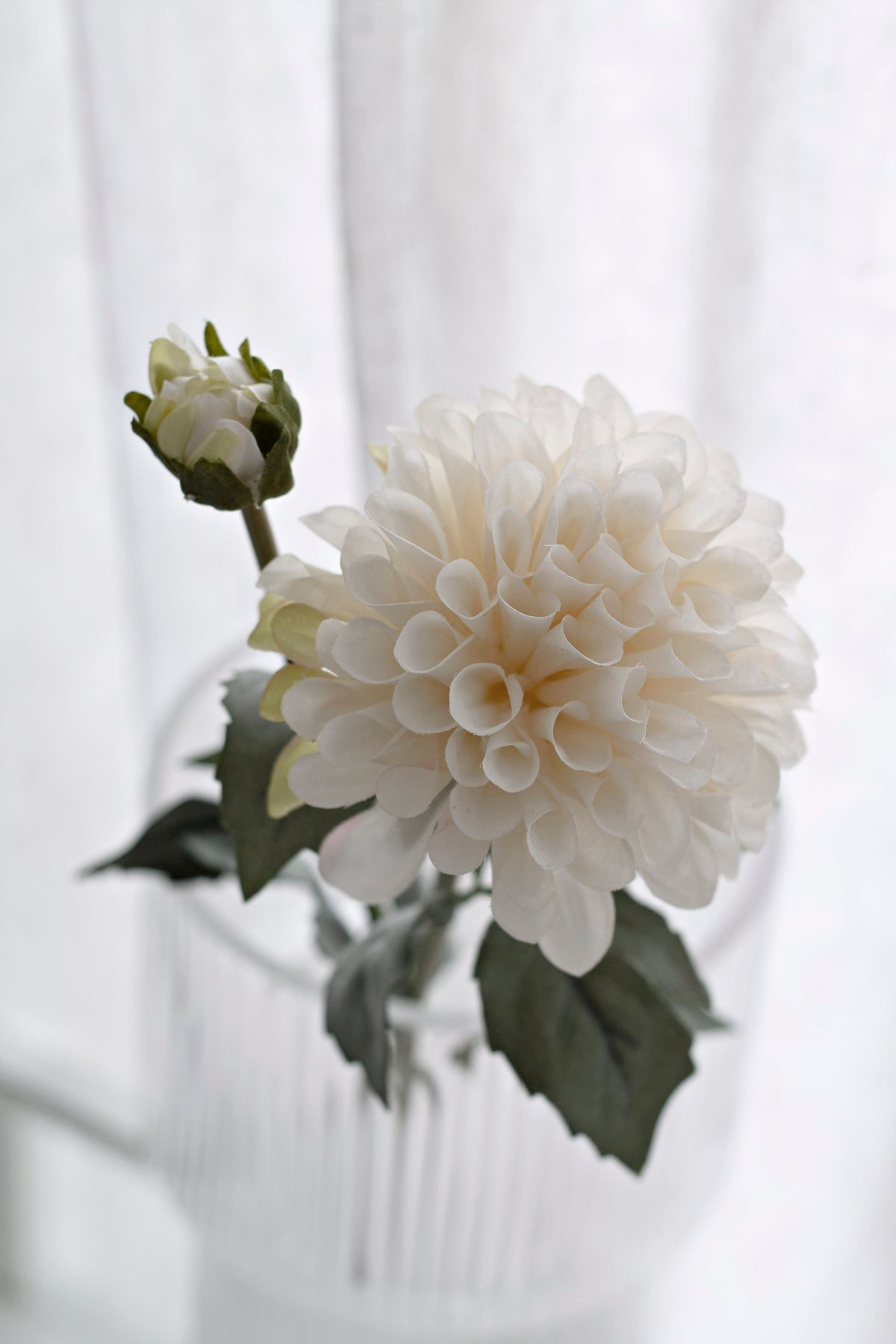 A single dahlia bloom with a bud and leaves in a ribbed glass vase, curtain behind