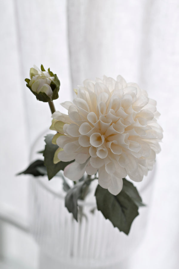 English Dahlia - Aged Cream