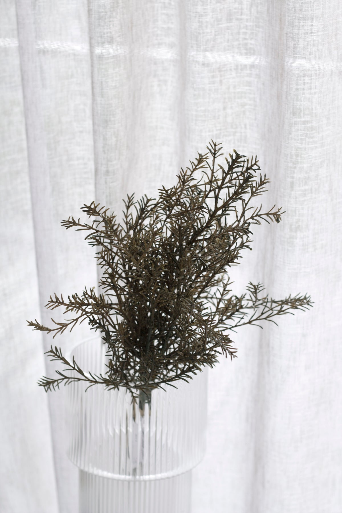 Rosemary bundle in a ribbed glass vase, curtain light behind the fine foliage