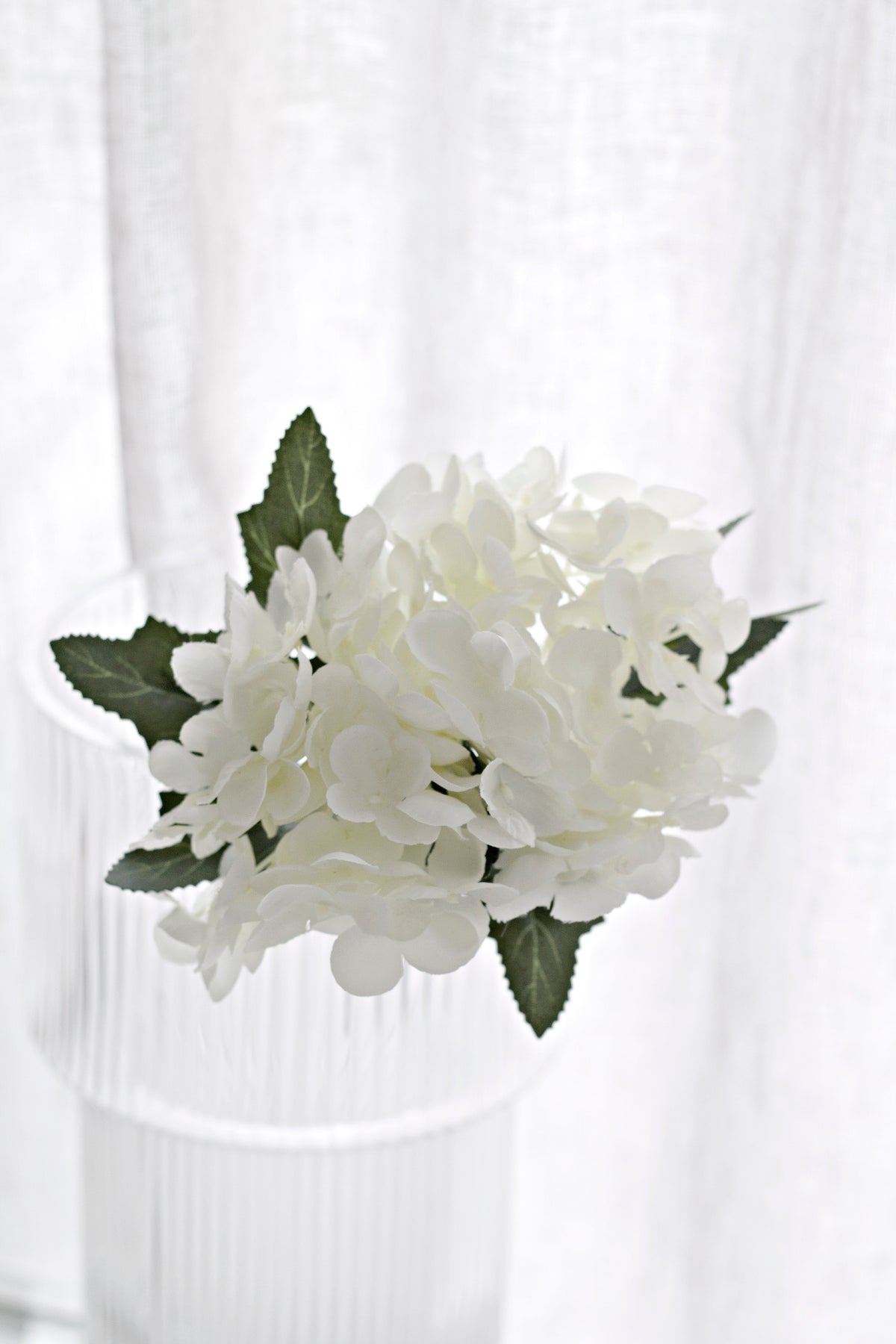 A hydrangea bloom in a white ribbed vessel, sheer curtain folds behind